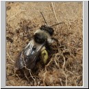 Andrena cineraria - Sandbiene w02.jpg